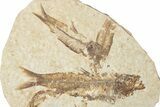 Fossil Fish (Knightia) Mortality Plate - Wyoming #339036-1